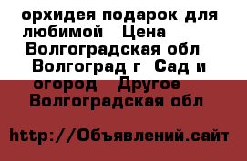 орхидея подарок для любимой › Цена ­ 600 - Волгоградская обл., Волгоград г. Сад и огород » Другое   . Волгоградская обл.